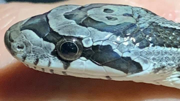 Red-tailed boa found dumped in Missouri conservation area